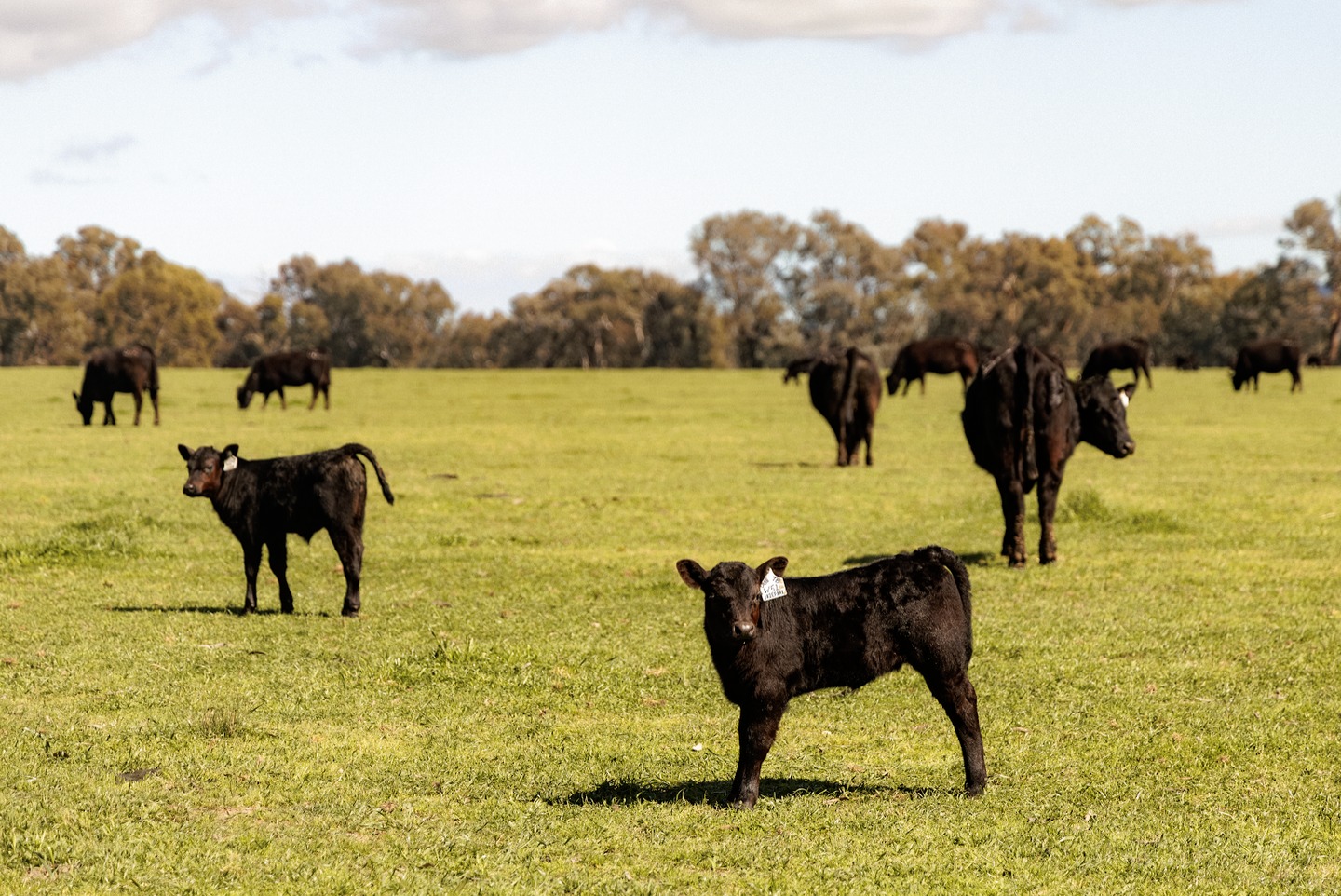 Key Drivers Shaping Agribusiness– April 2026